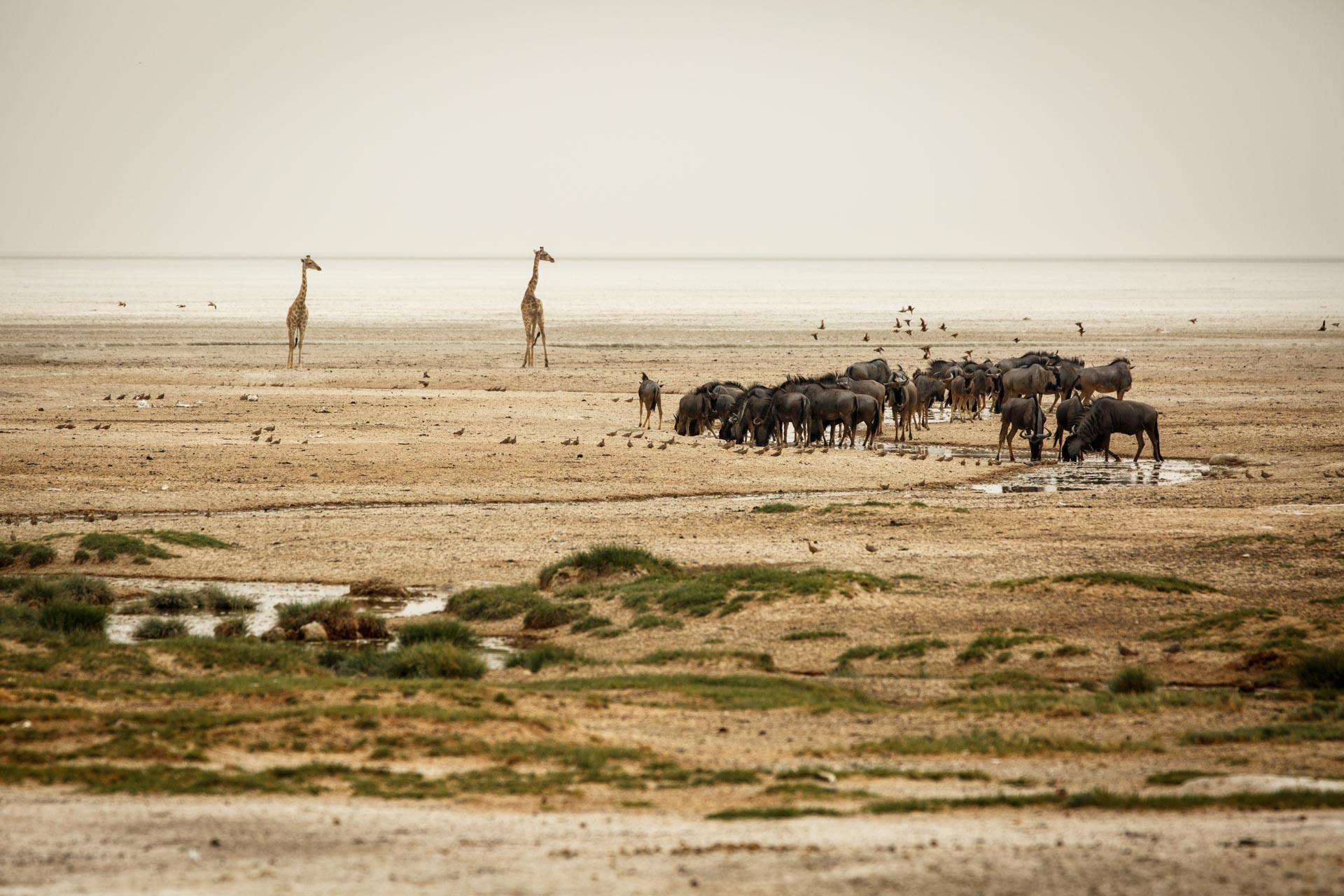 Point d'eau d'Okondeka dans le parc d'Etosha