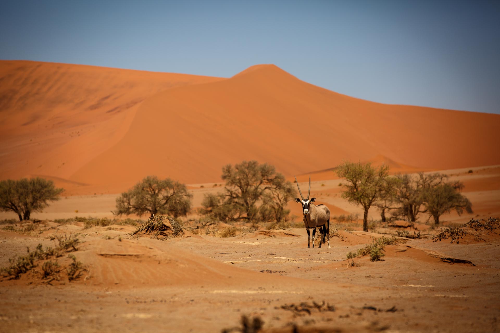 Un oryx devant les dunes de Sossusvlei