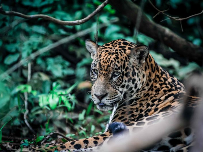Brésil (Pantanal)