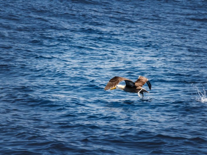 albatros