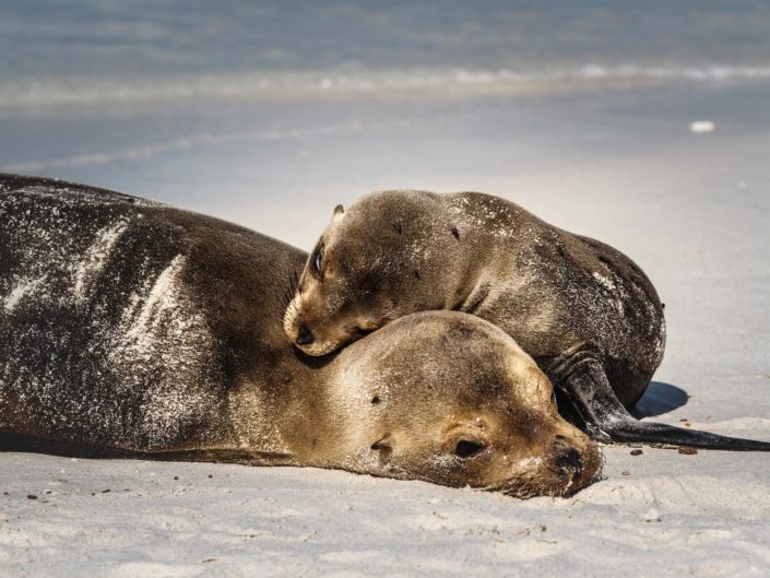 Galapagos