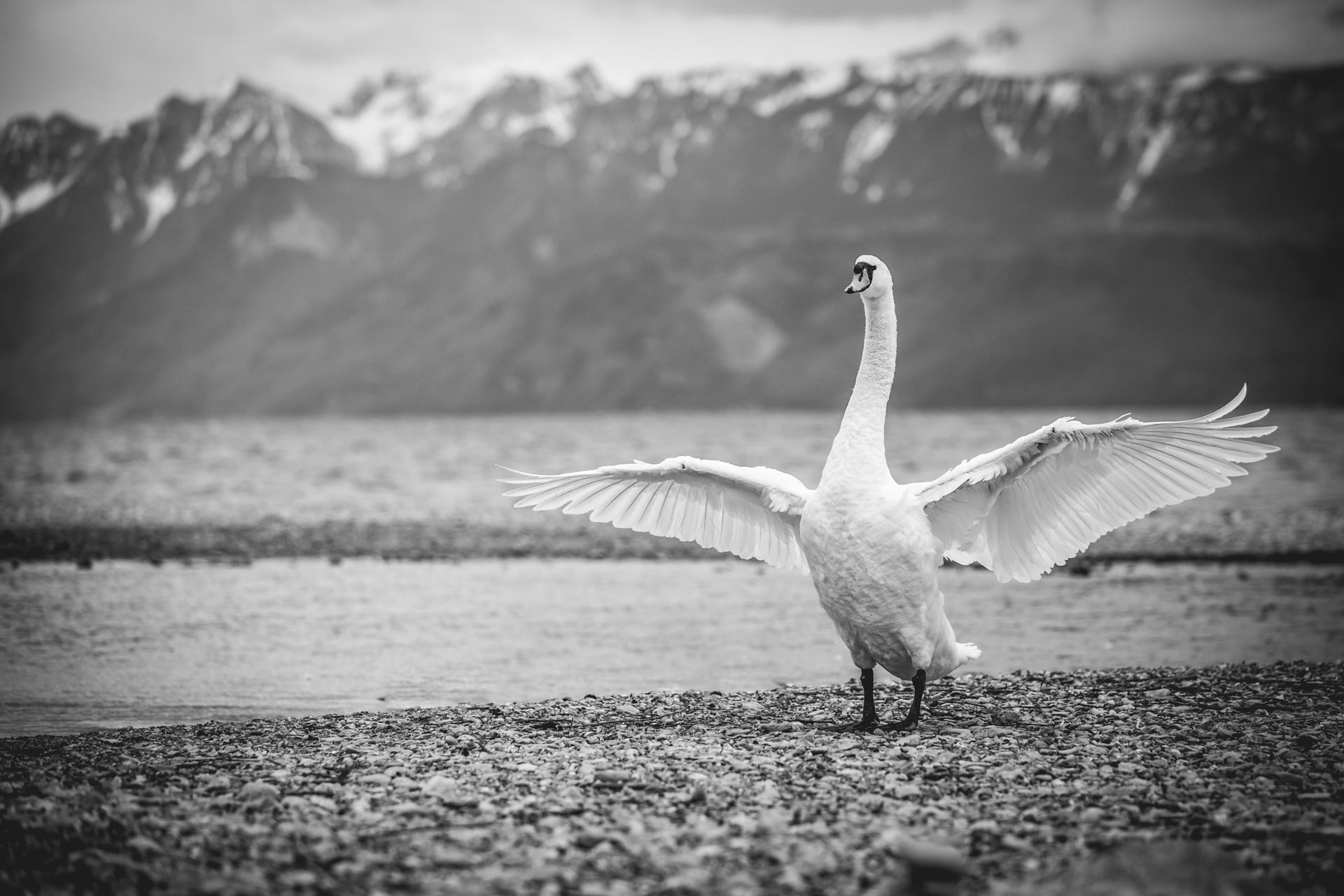 cygne déploiement aile