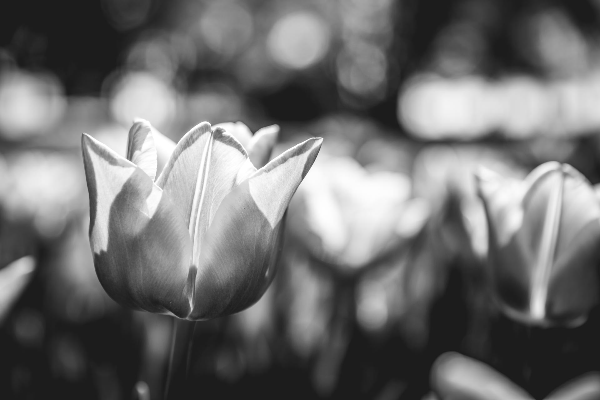 fleur tulipe morges